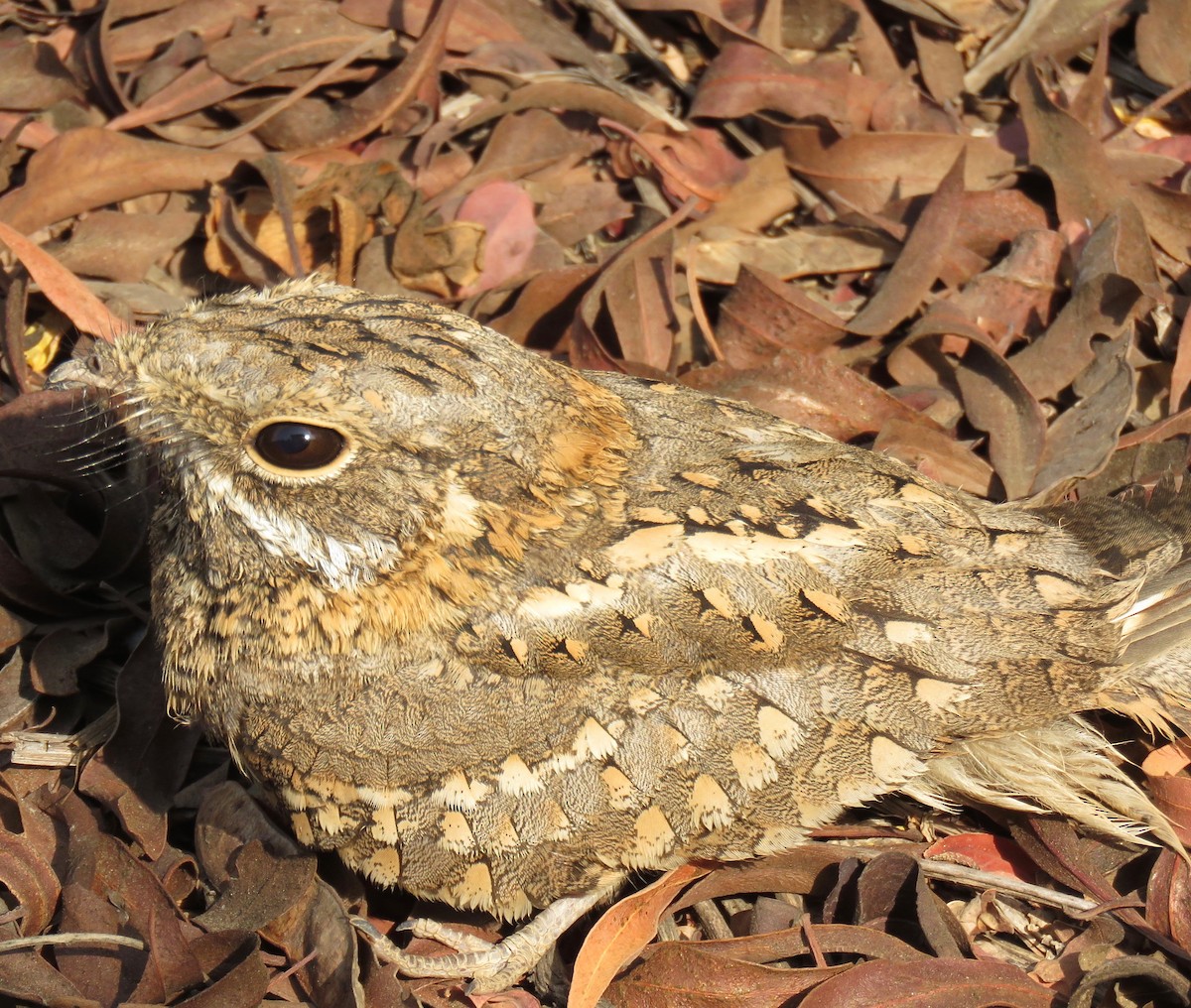 Nubian Nightjar - ML118777631