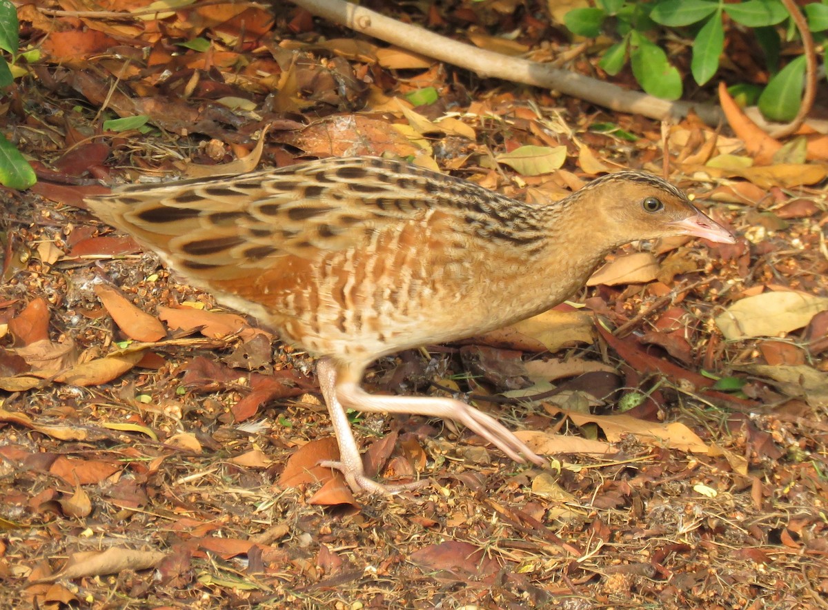 Corn Crake - ML118777641