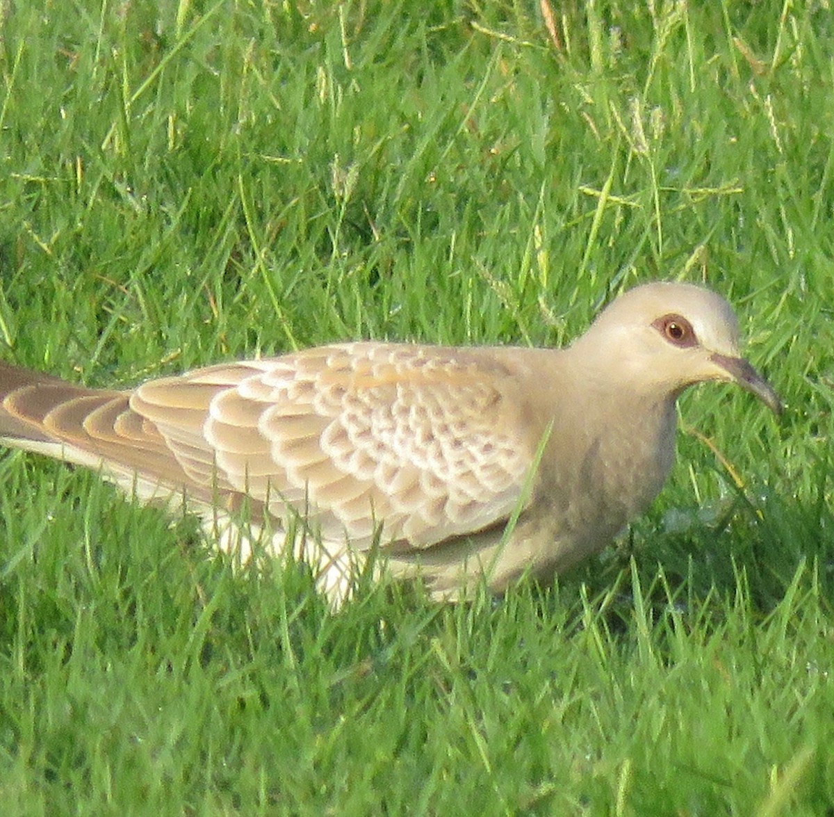 European Turtle-Dove - ML118778711