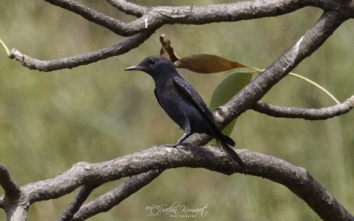 Blue Rock-Thrush - ML118780551