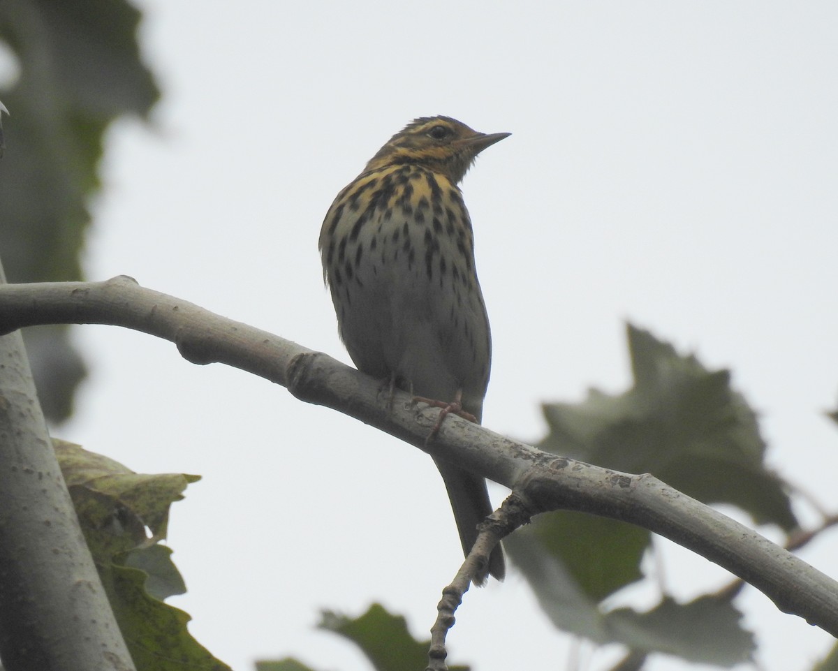 Olive-backed Pipit - ML118780821