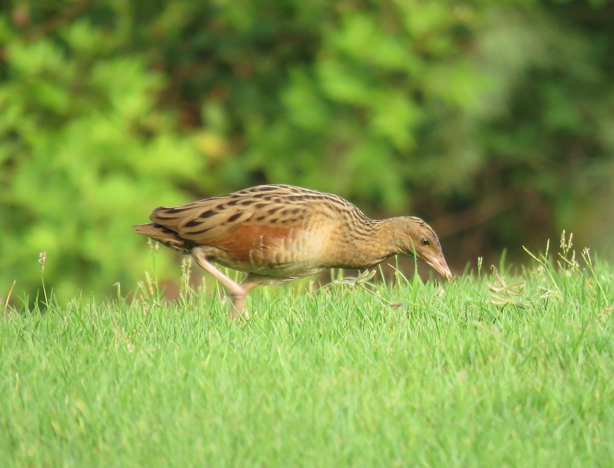 Corn Crake - ML118780951