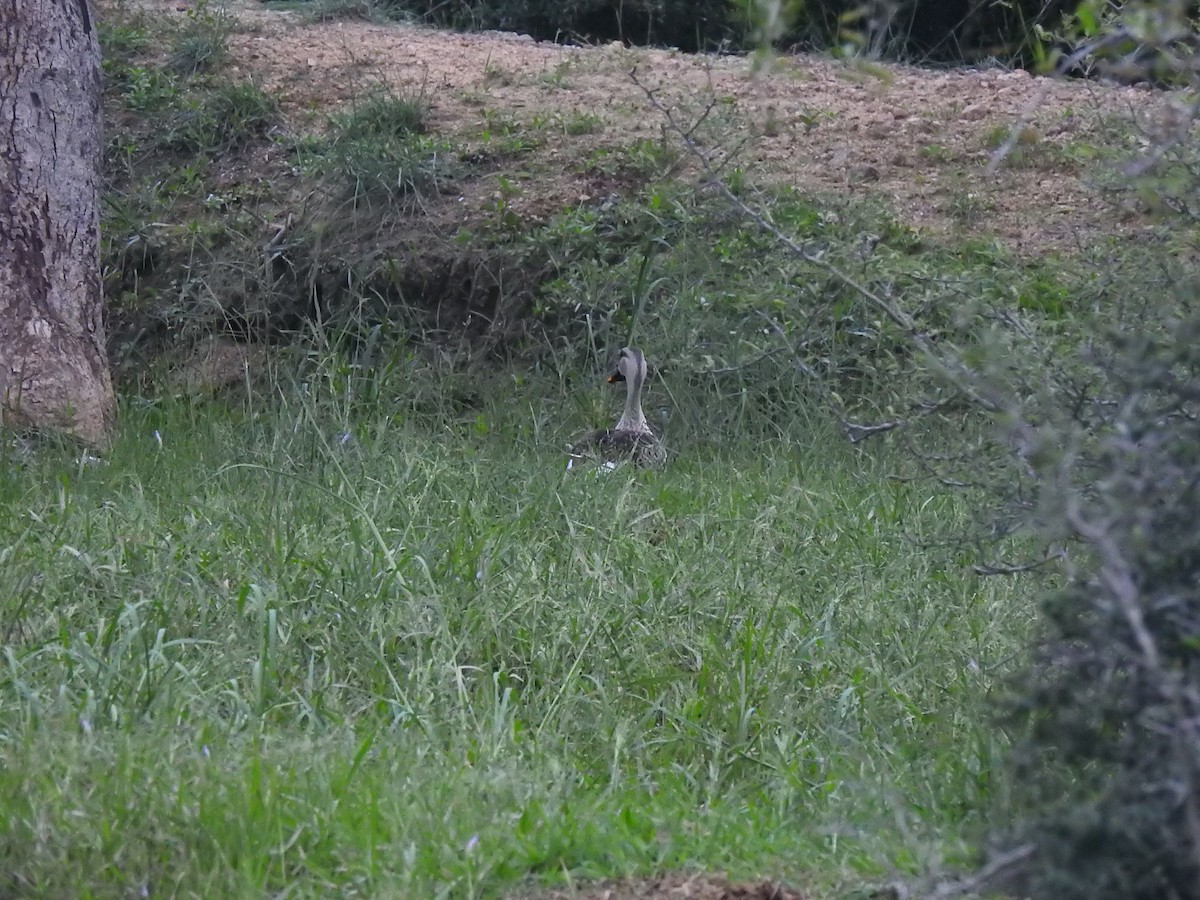 Indian Spot-billed Duck - ML118781561