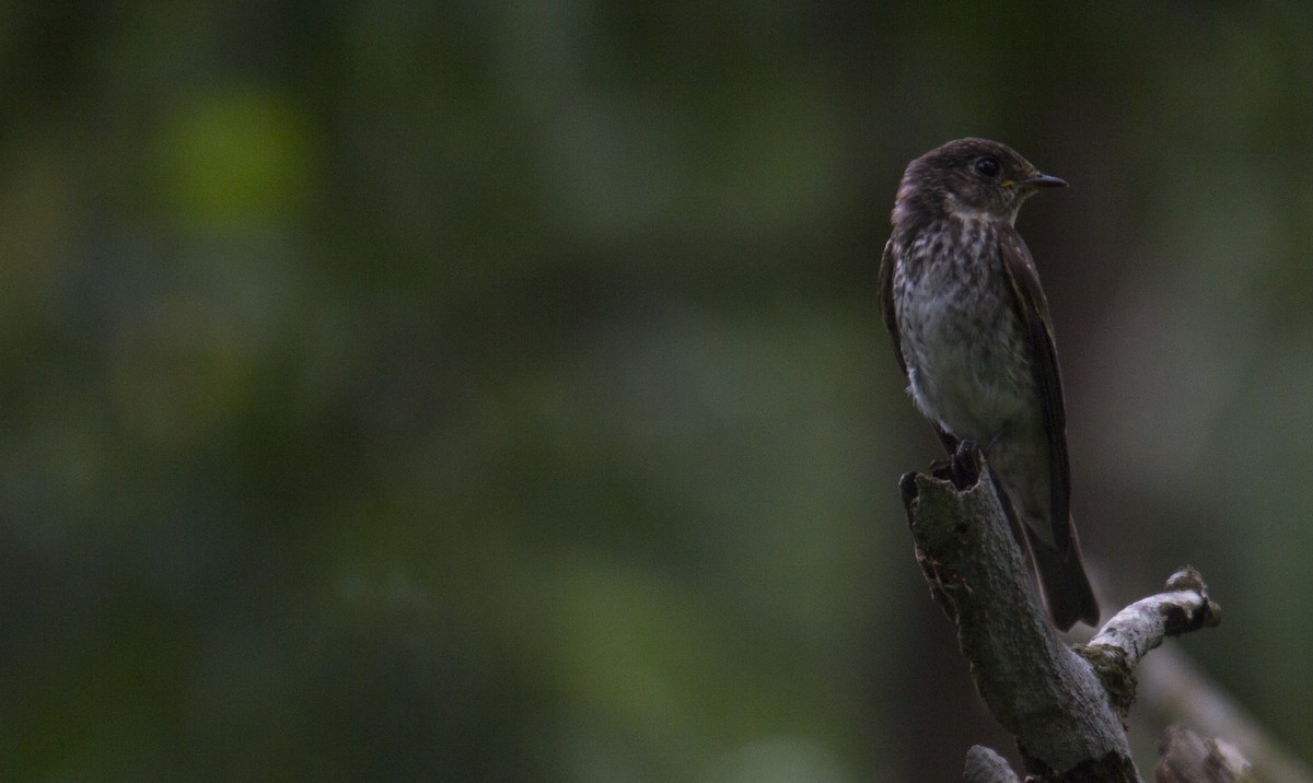 Dark-sided Flycatcher - ML118782531