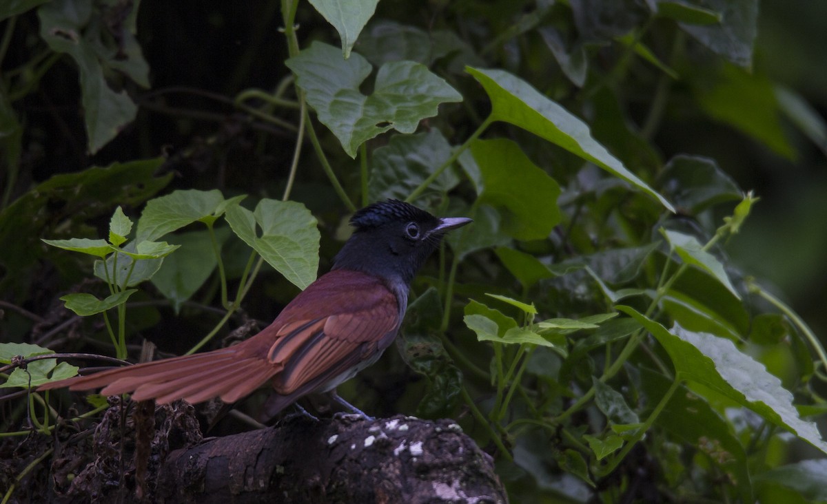 Amur/Blyth's Paradise-Flycatcher - ML118782551