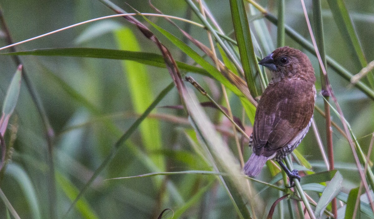 Scaly-breasted Munia - ML118782561