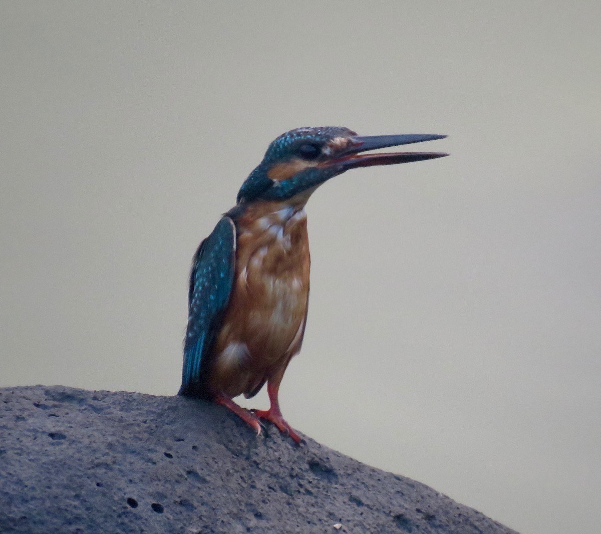 Martin-pêcheur d'Europe - ML118783031