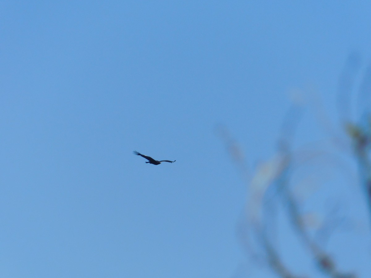 Wedge-tailed Eagle - ML118783061