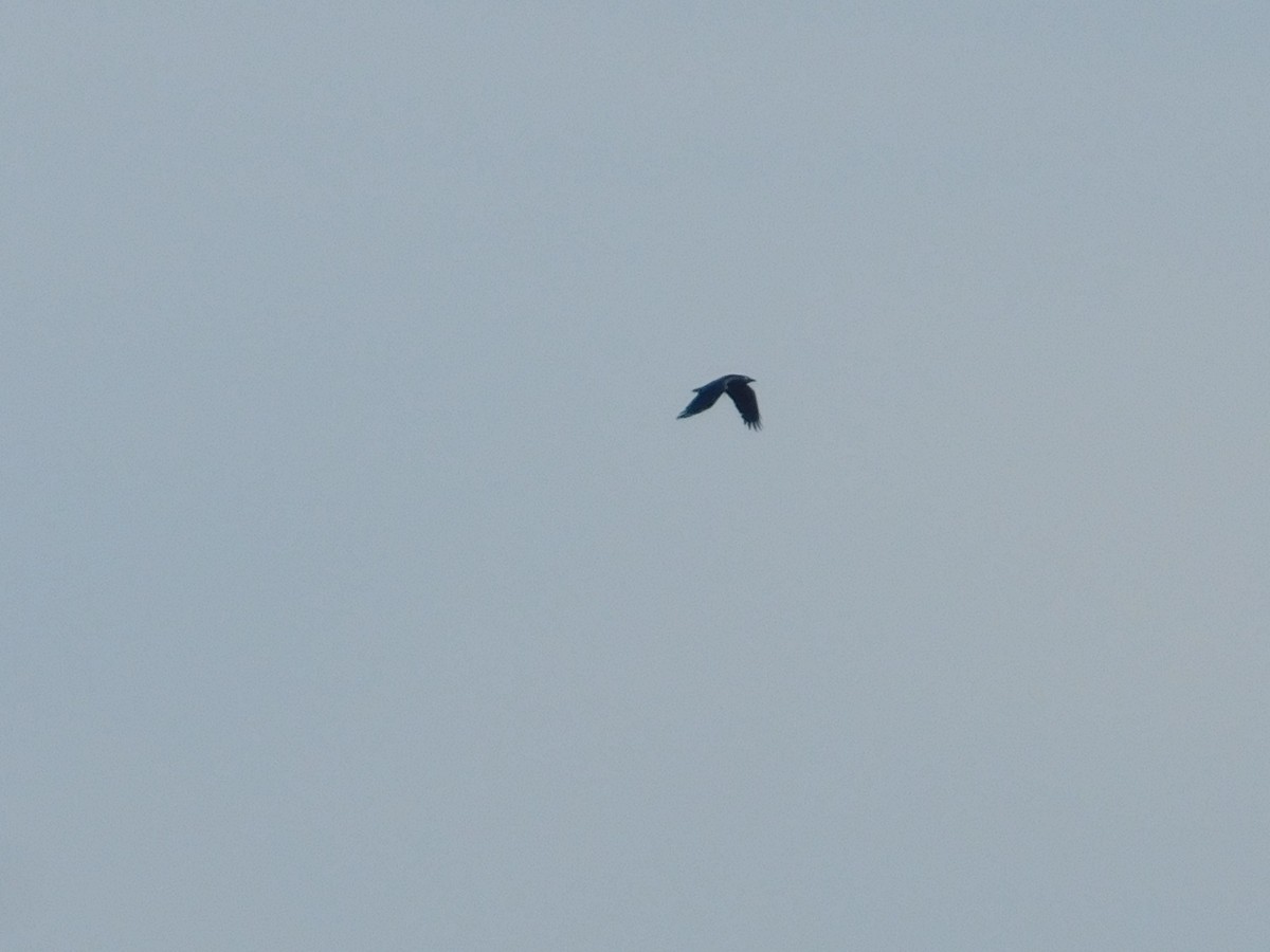 Torresian Crow - ML118783291