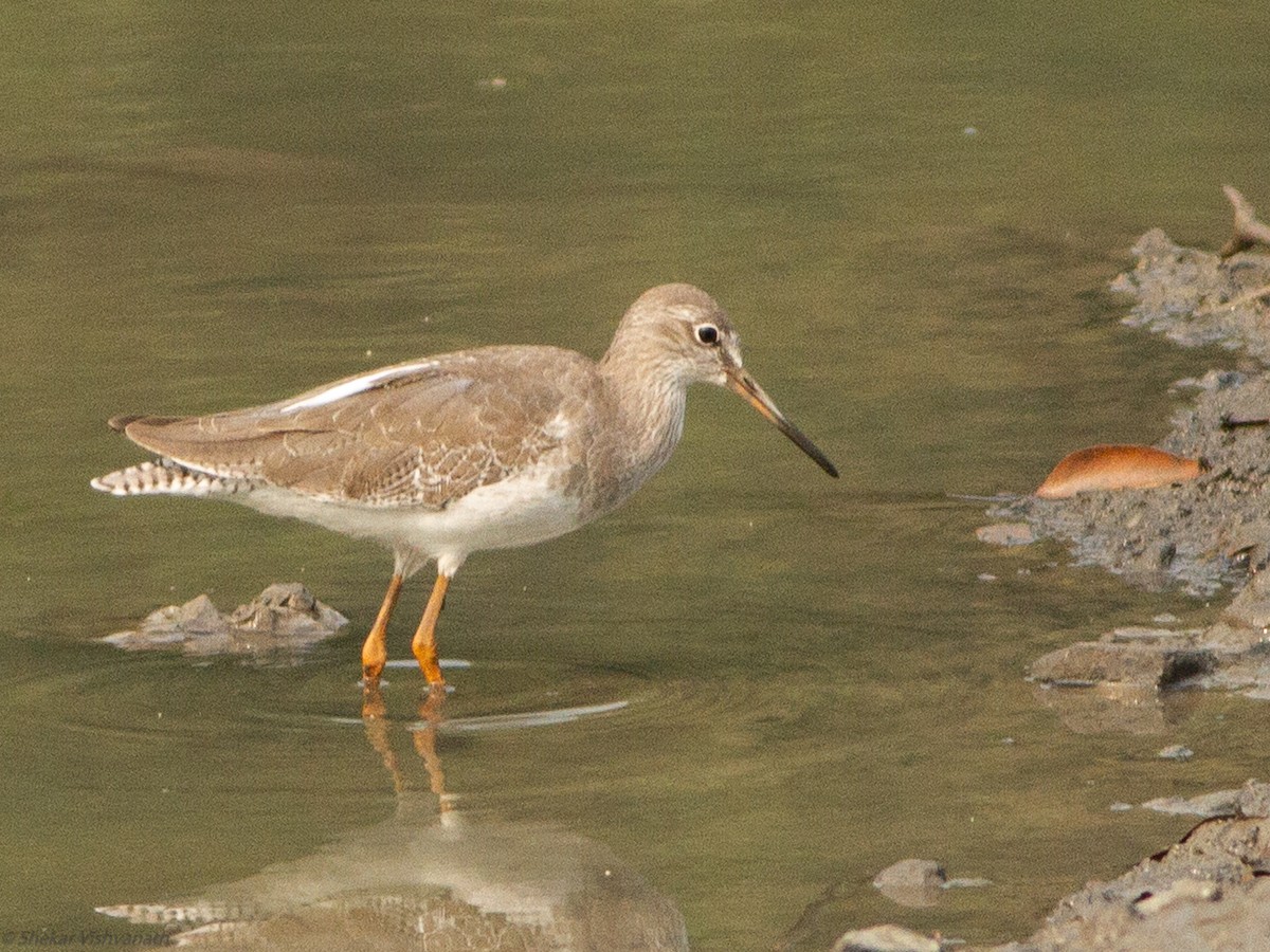 Common Redshank - Shekar Vishvanath