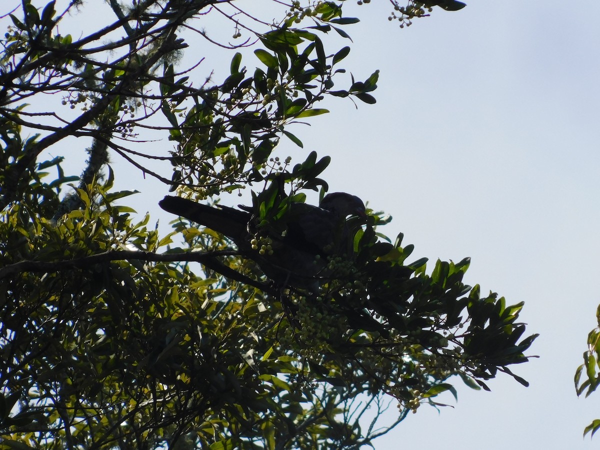 Topknot Pigeon - ML118783841