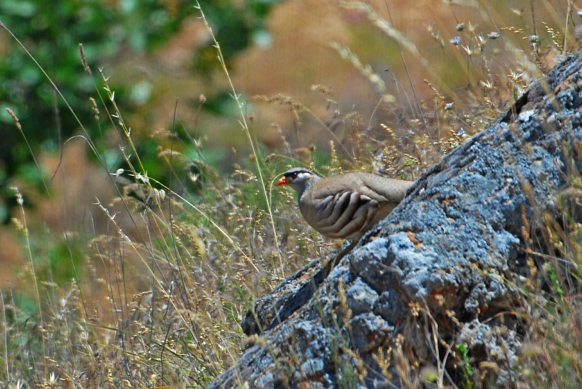 See-see Partridge - Selami Oral