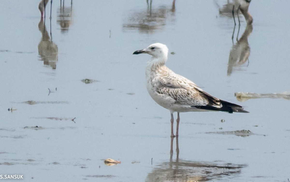 Caspian Gull - ML118787911