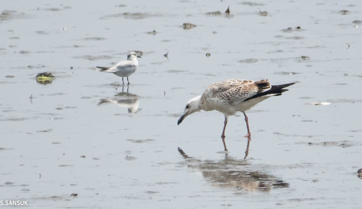 Caspian Gull - ML118787921