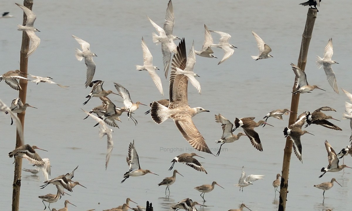 Herring Gull - ML118788581