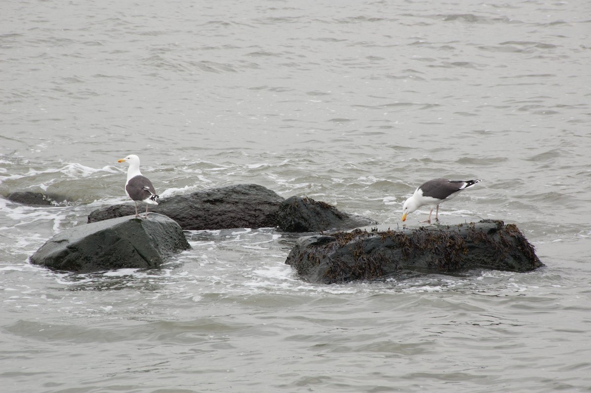 Great Black-backed Gull - Simon Carter