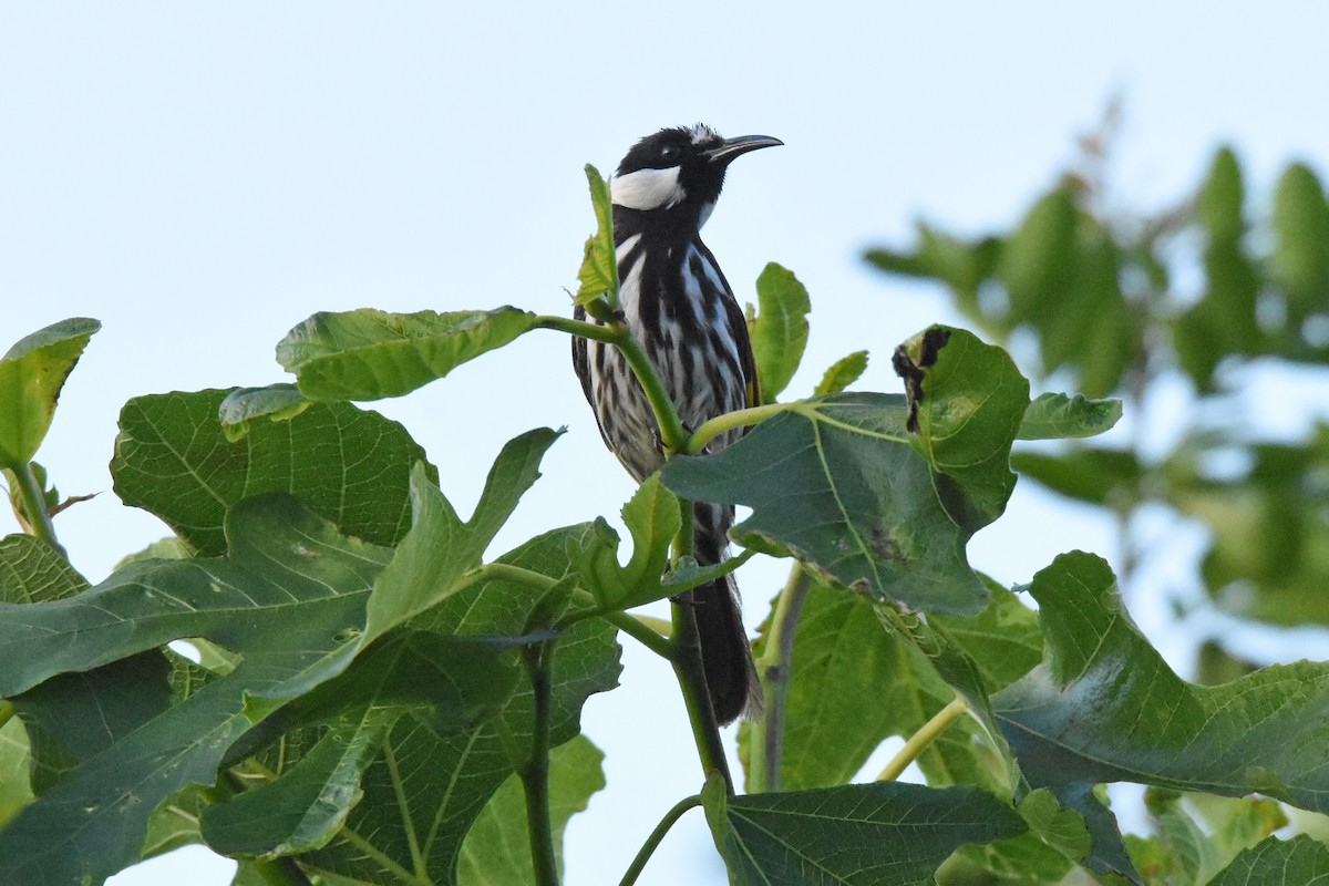 White-cheeked Honeyeater - ML118789431