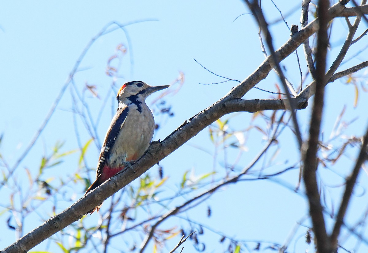 Syrian Woodpecker - ML118792371