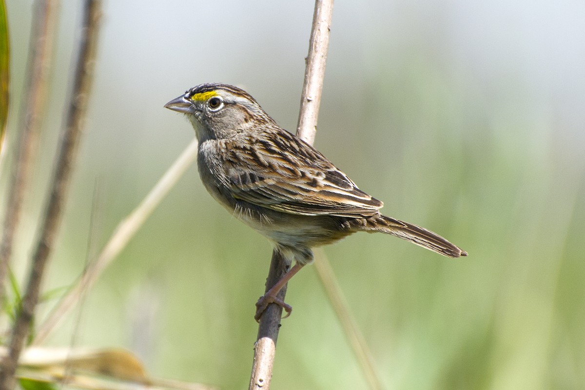 Grassland Sparrow - ML118792471