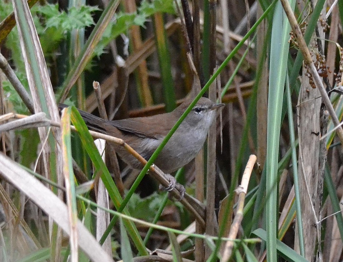 Cetti's Warbler - ML118793401