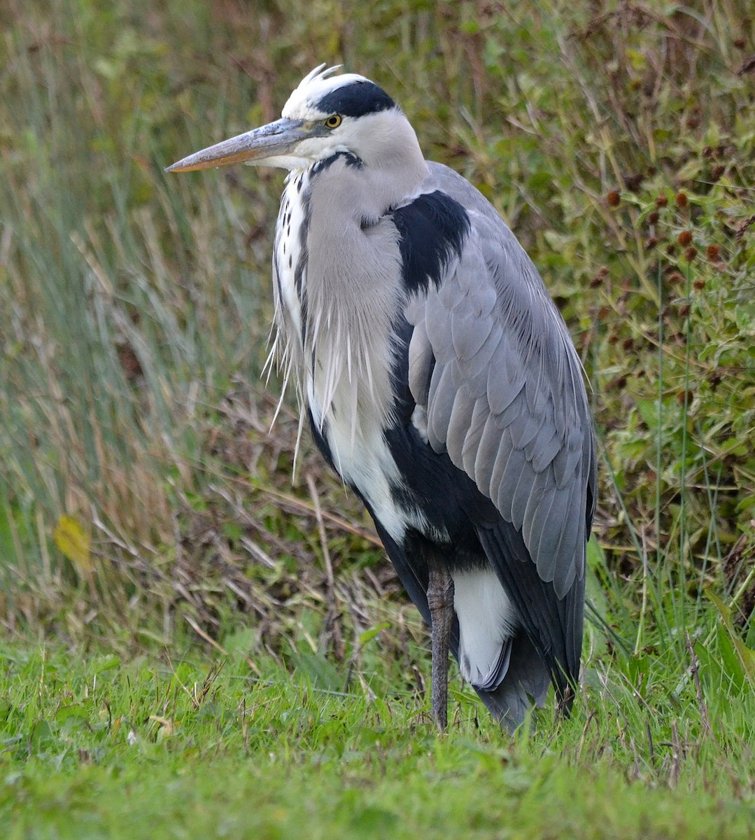 Gray Heron - A Emmerson