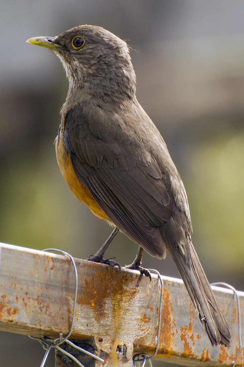 Rufous-bellied Thrush - ML118793701