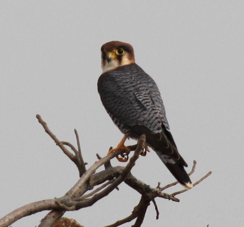 Red-necked Falcon - ML118794261