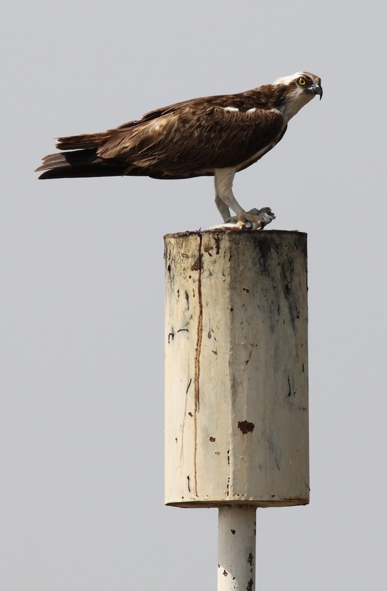 Osprey - ML118794651