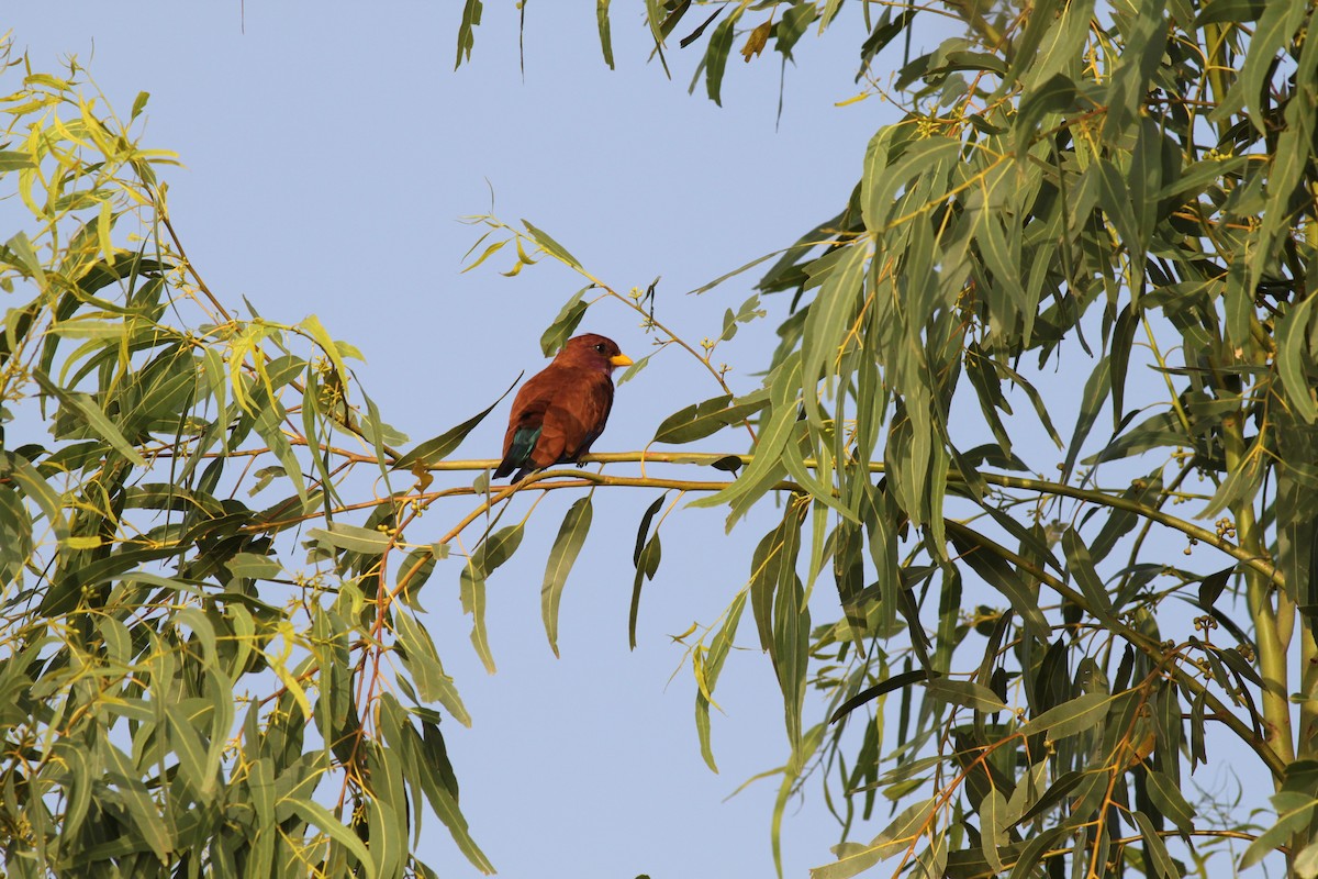 Broad-billed Roller - ML118794791