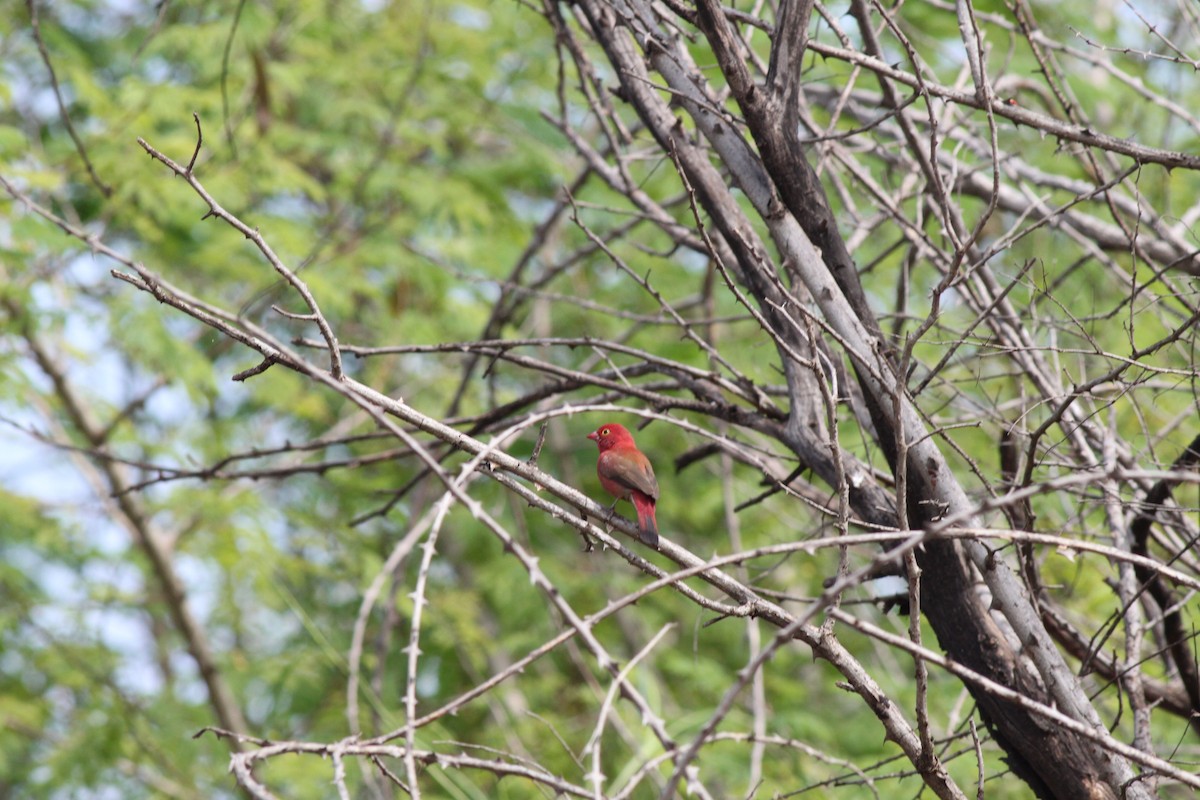 Red-billed Firefinch - ML118794851