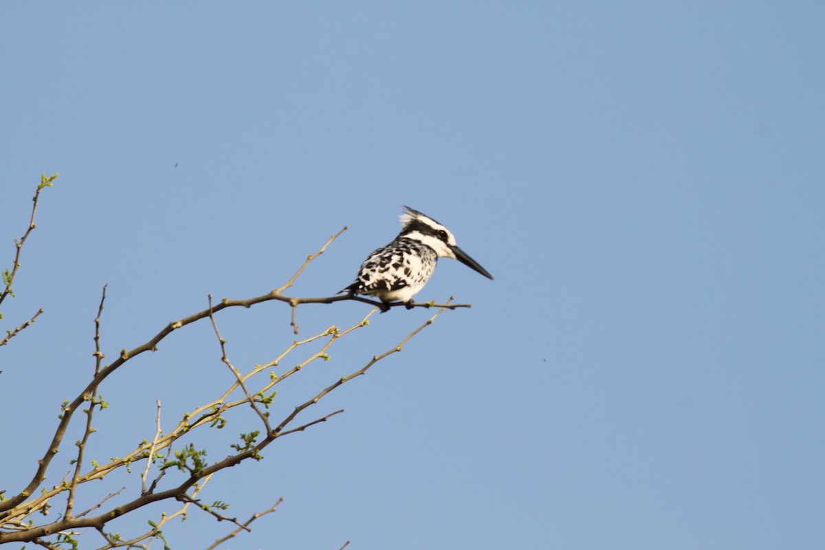 Pied Kingfisher - ML118794971