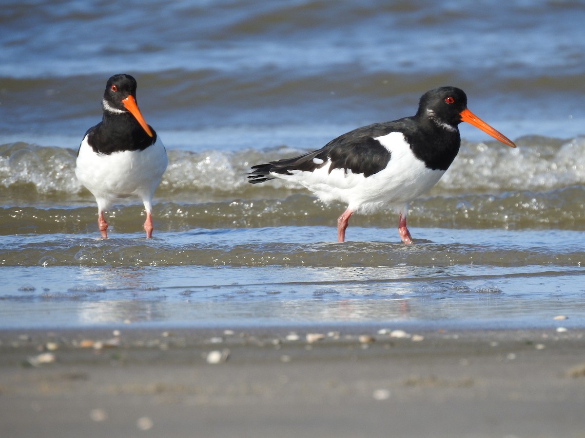 Eurasian Oystercatcher - ML118795131