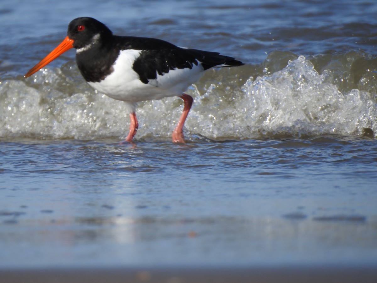 Eurasian Oystercatcher - ML118795171