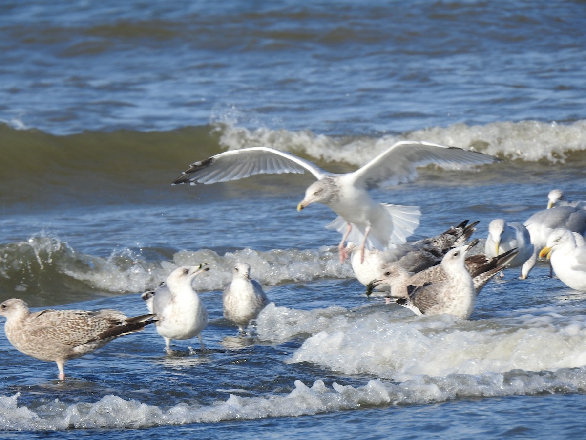 Herring Gull - ML118795201