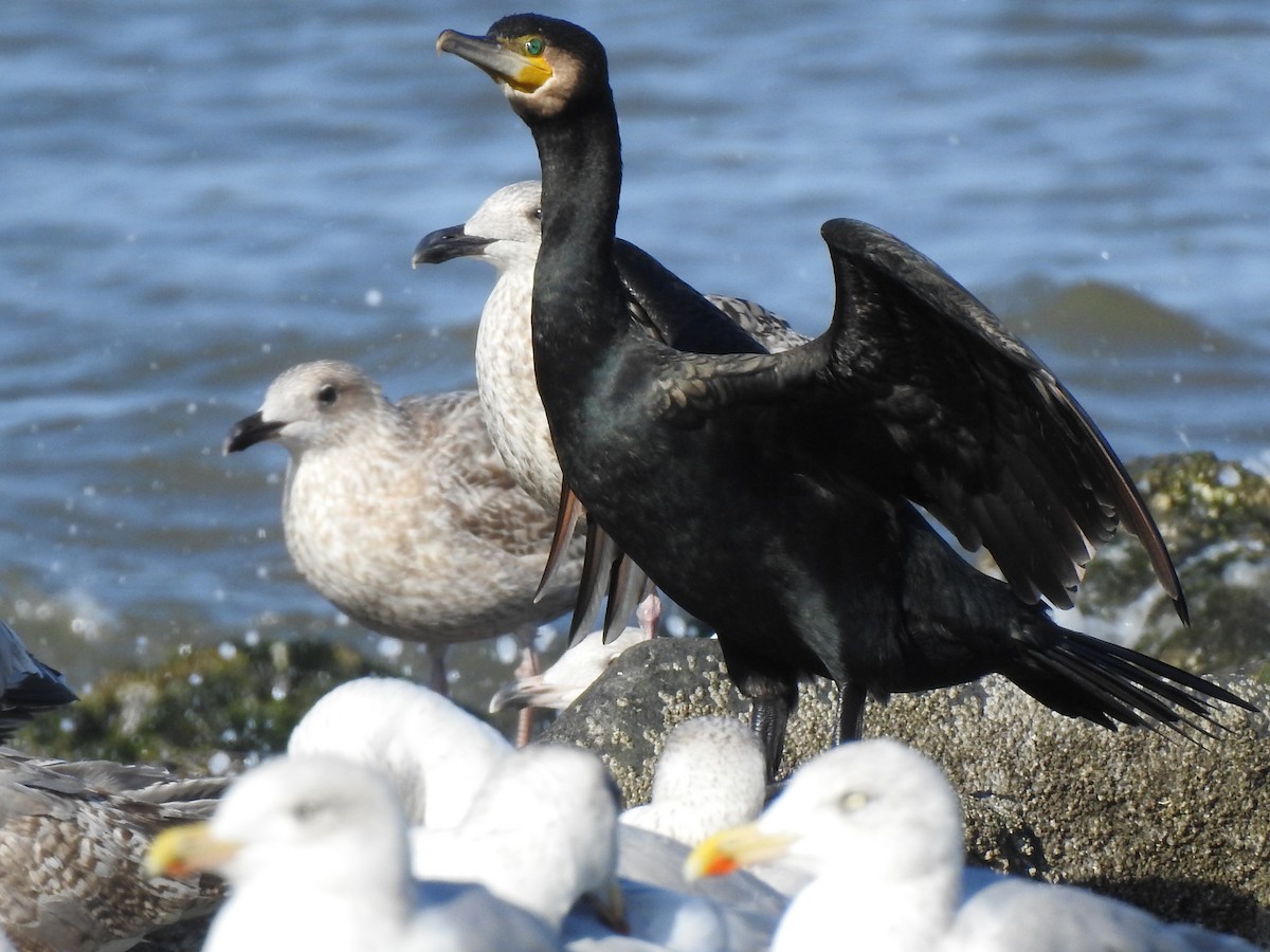 Great Cormorant - ML118795241