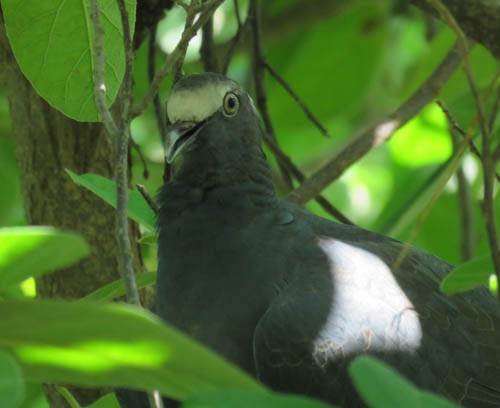 White-crowned Pigeon - ML118797951