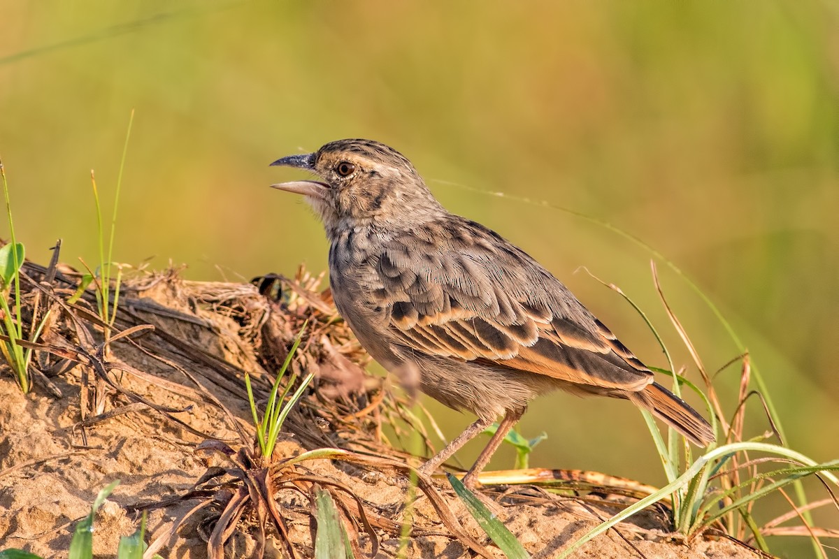 Bengal Bushlark - Kavi Nanda