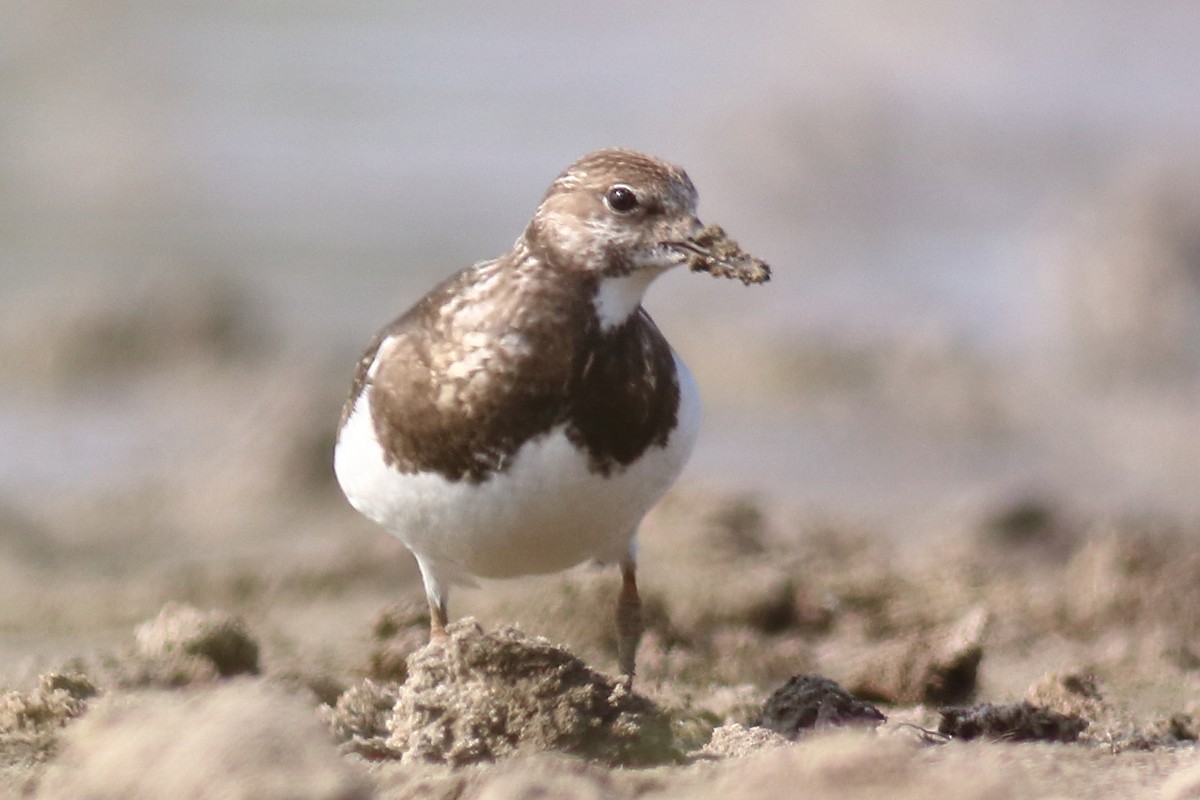 Ruddy Turnstone - ML118798611