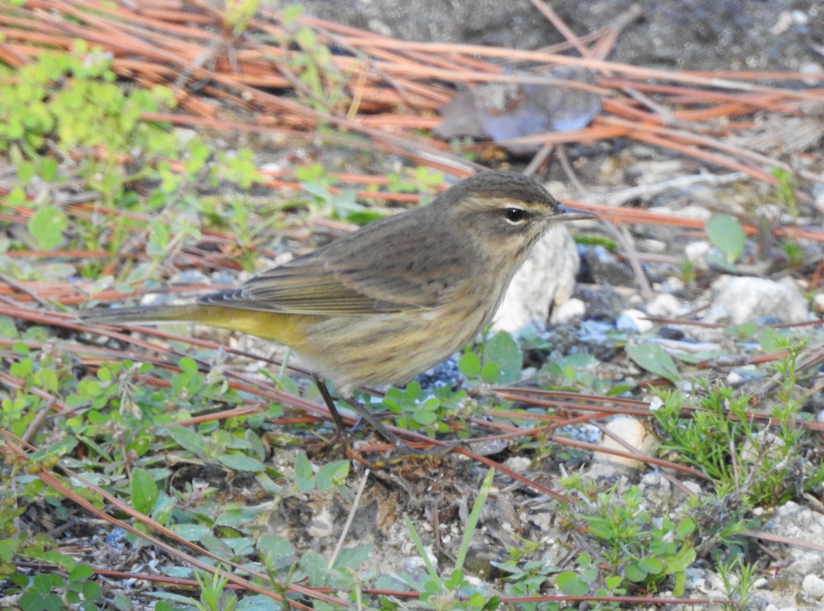 Palm Warbler - ML118801551