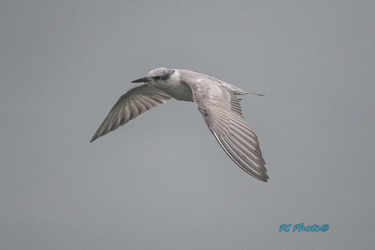 Whiskered Tern - ML118801951