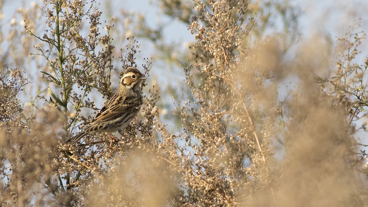 Little Bunting - birol hatinoğlu
