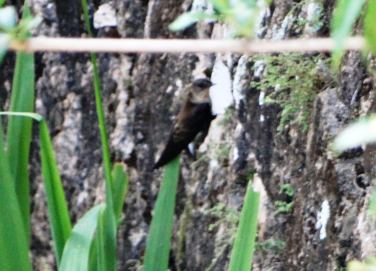 Southern Rough-winged Swallow - Elizabeth Pierobon