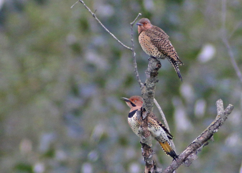 Northern Flicker (Yellow-shafted) - ML118803741
