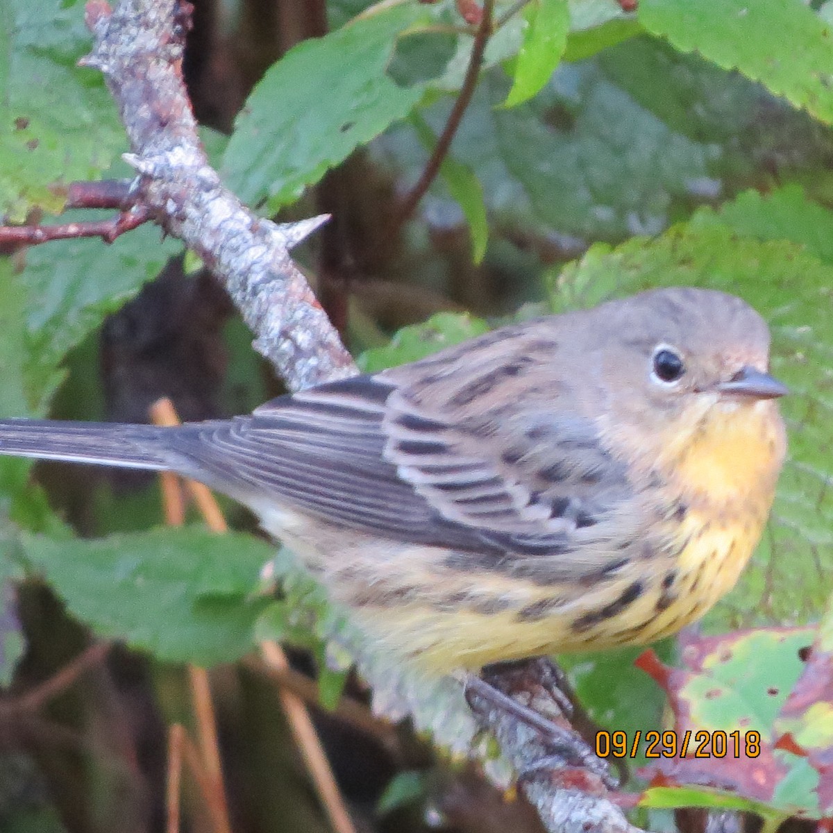 Kirtland's Warbler - ML118803991