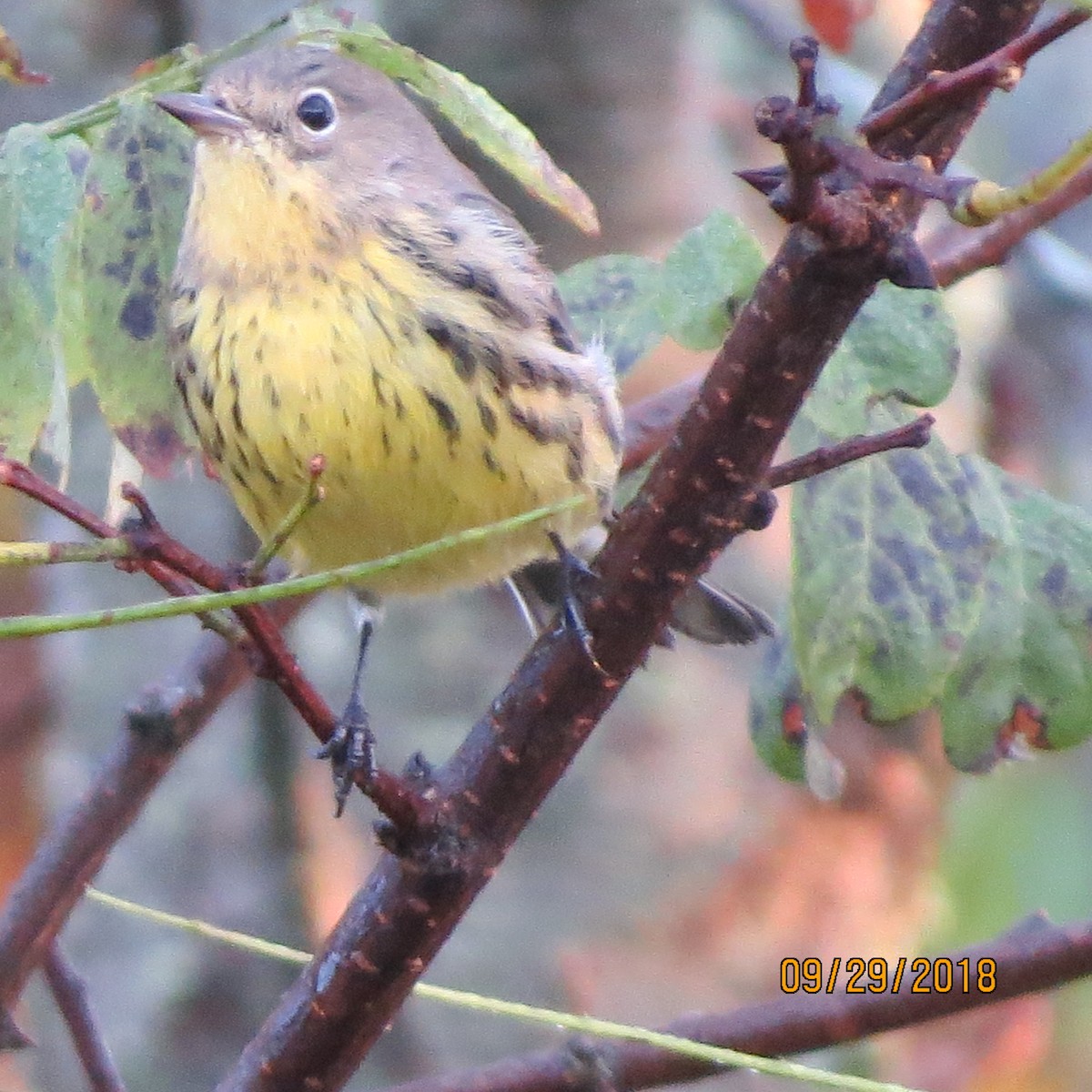 Kirtland's Warbler - ML118804111