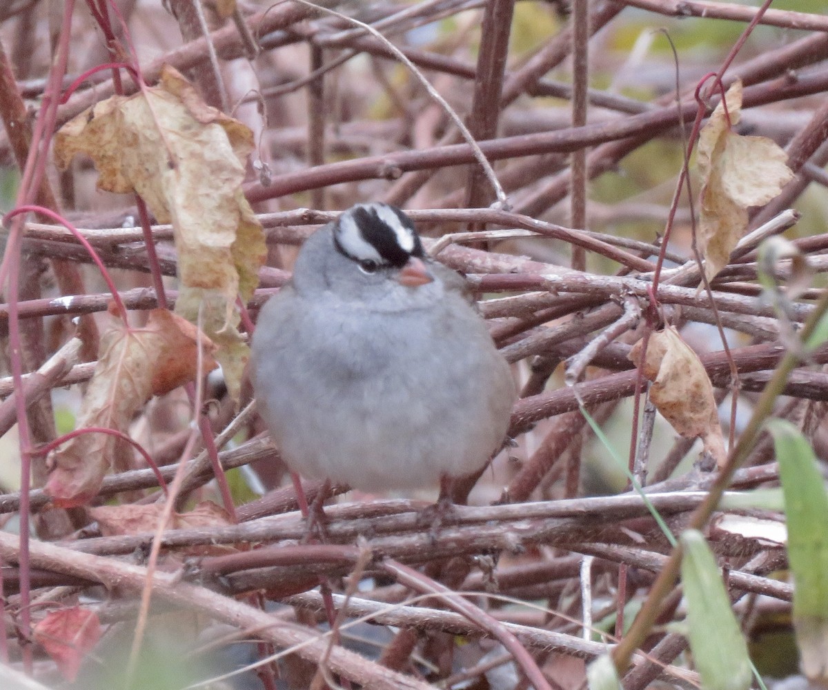 White-crowned Sparrow - ML118805951