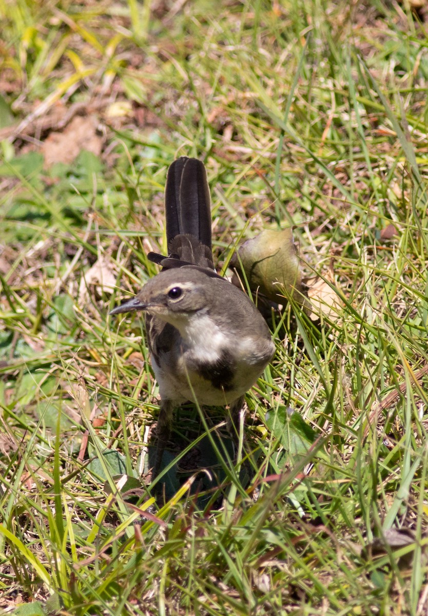 Cape Wagtail - ML118808401