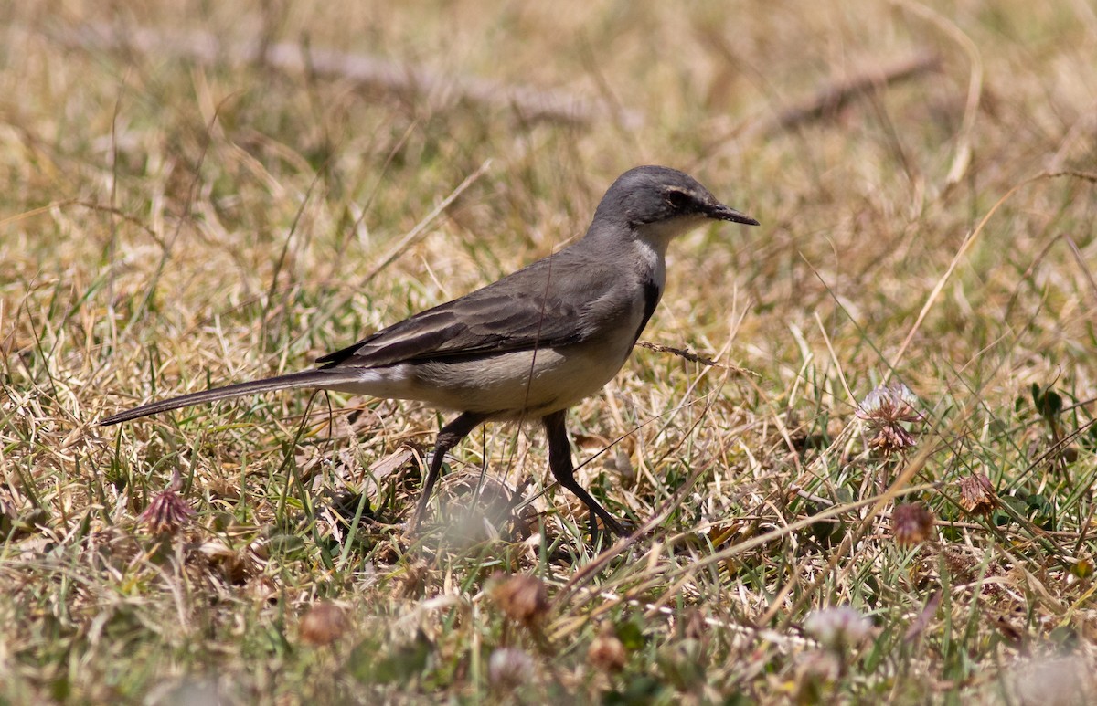 Cape Wagtail - ML118808421