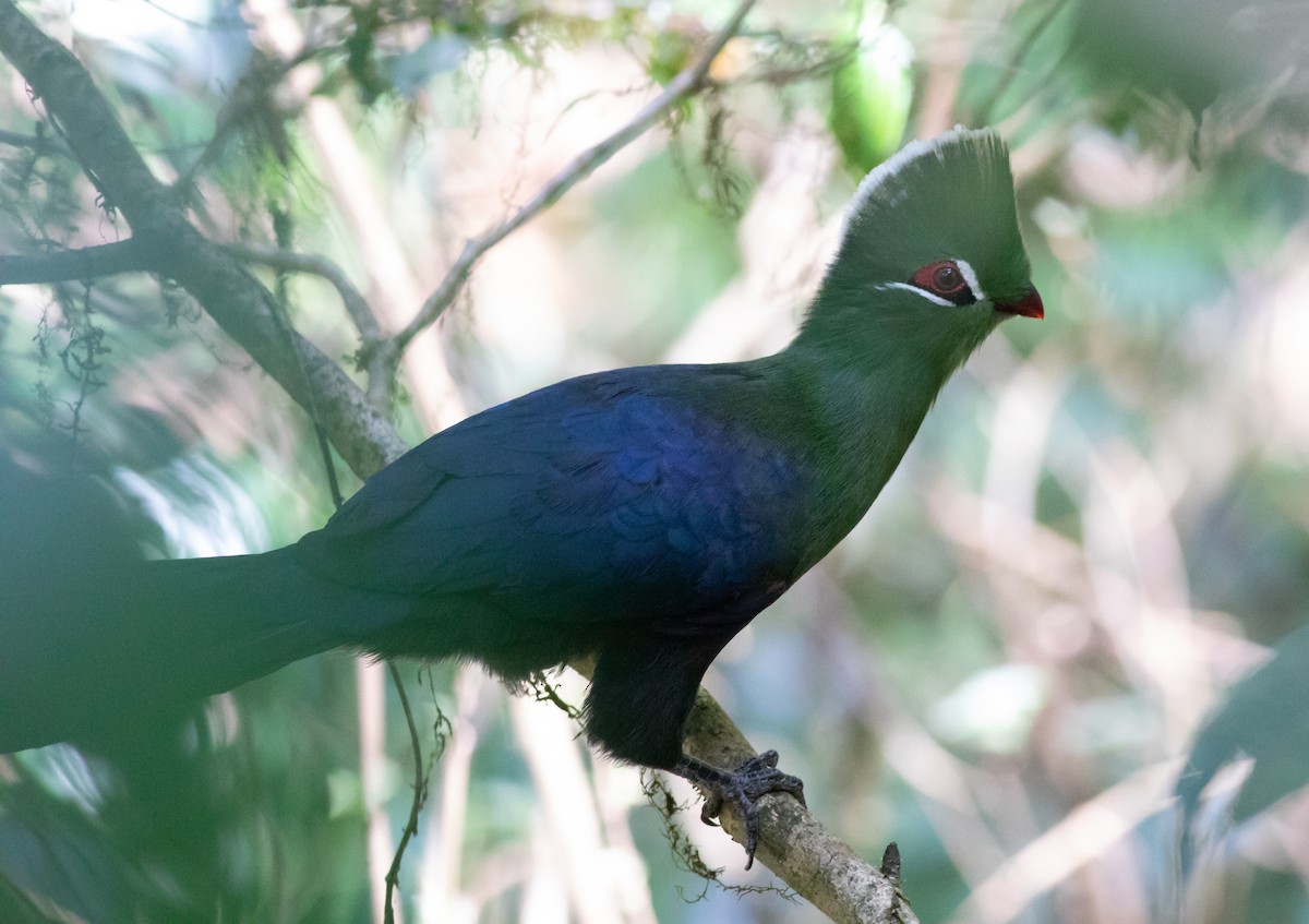 Knysna Turaco (Northern) - ML118808491