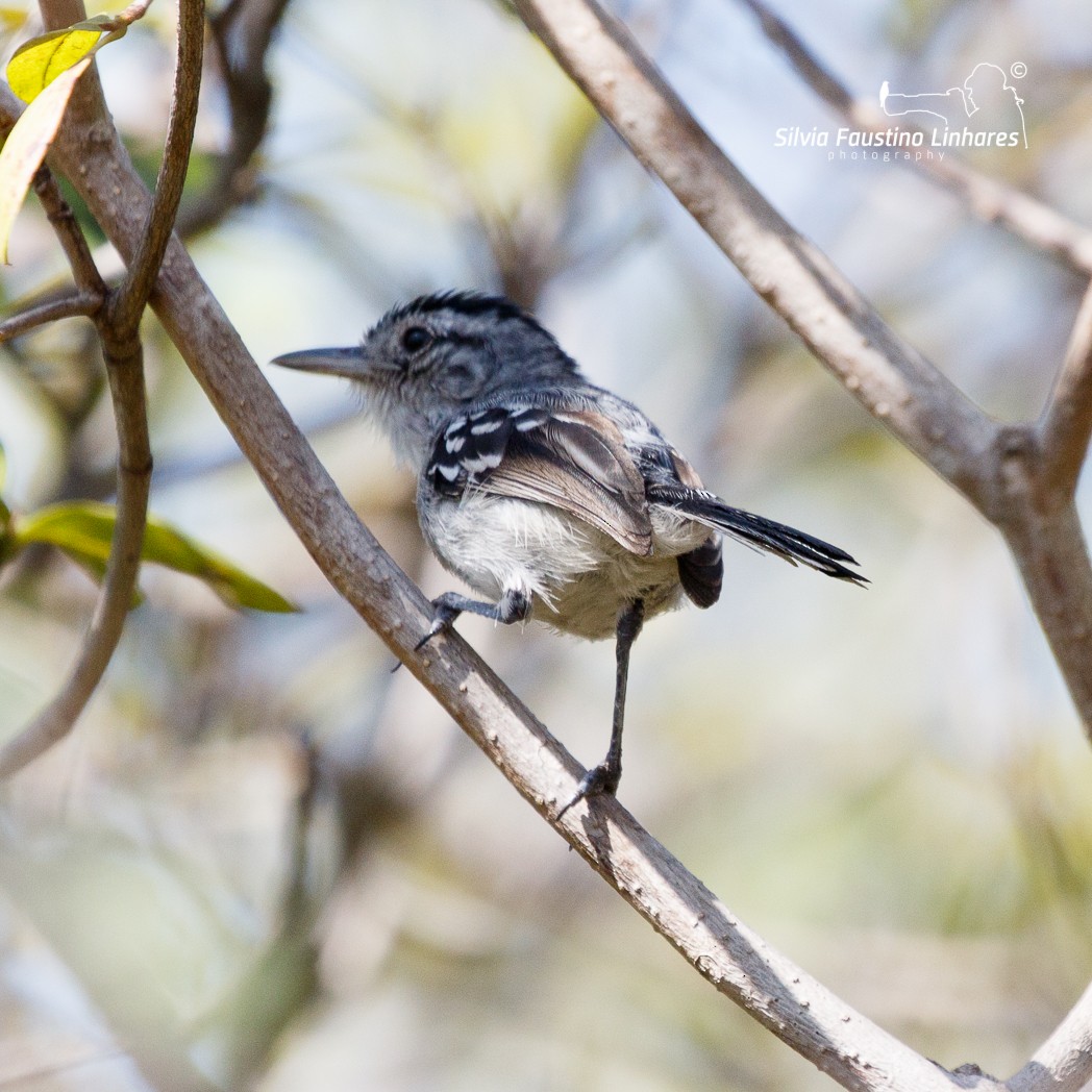 ML118808841 - Caatinga Antwren - Macaulay Library